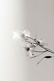 Sanfte Orchideenkomposition