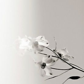 Sanfte Orchideenkomposition von Floortje Louise