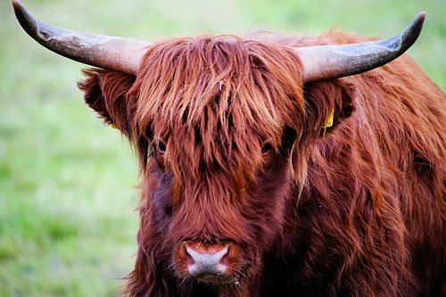 Le Highlander écossais regarde droit dans l'objectif