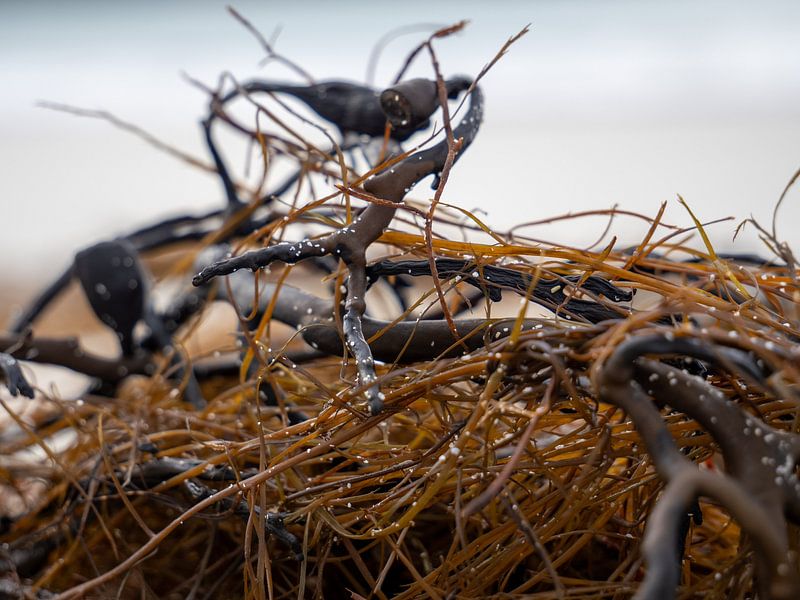 Algues en gros plan par Judith van Wijk