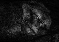 The tired monkey