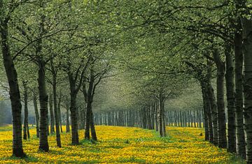 Voorjaar in Nederland. van Paul van Gaalen, natuurfotograaf