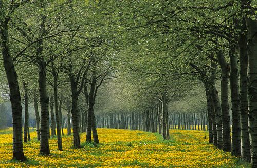 Voorjaar in Nederland.