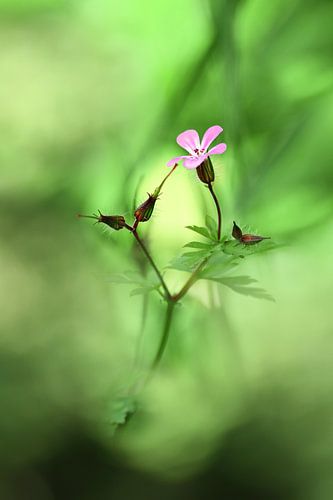 Forest flower by Michelle Zwakhalen