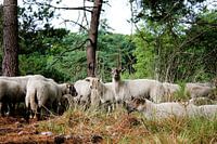 Peace in the forest: the flock trusts its shepherd