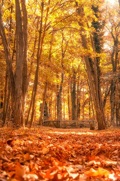 Herfst pad von Tashina van Zwam