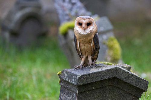 Barn owl in a cemetery