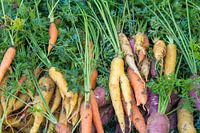 Wortels in verschillende kleuren