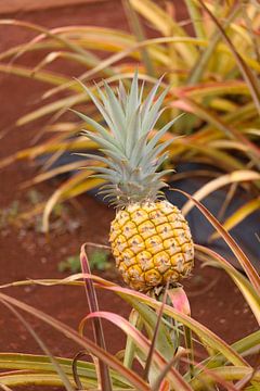 Pineapple - l