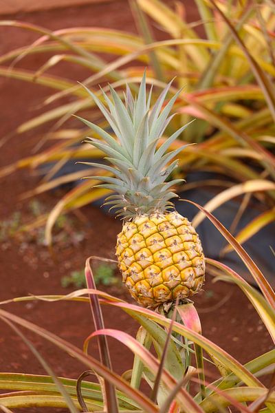 Pineapple - l by G. van Dijk