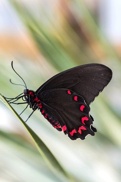 Vlinder (Parides photinus) met pasteltinten op achtergrond von Kristel van de Laar