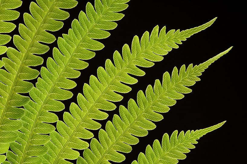 Leaf of an Ostrich Fern by Ronald Pol