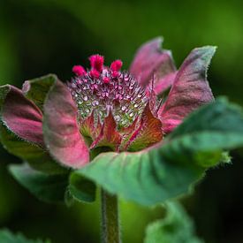 Flower bud of the Monarda by Ingrid Aanen