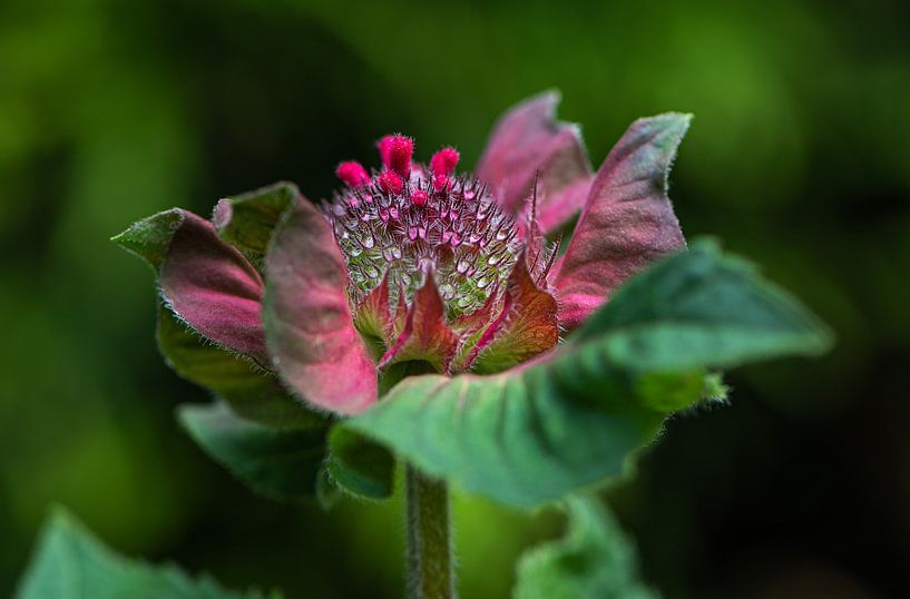 Flower bud of the Monarda by Ingrid Aanen