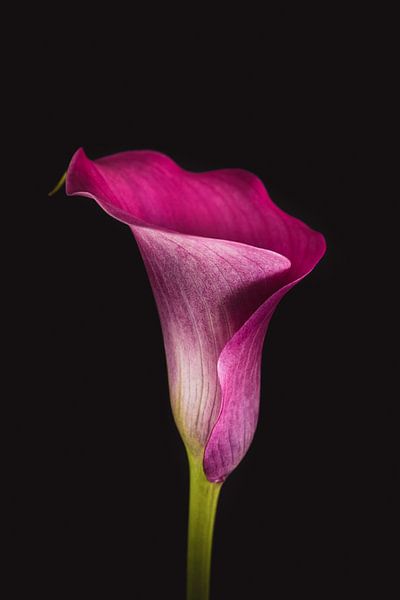 Fine art Calla lily by Sandra Hazes
