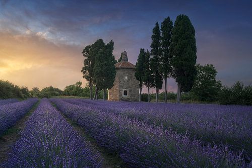 De lavendel van Bolgheri, Toscane