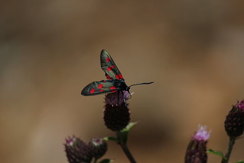 Butterfly in Austria