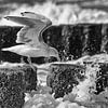 Seagull eating in the storm van Tonny Eenkhoorn- Klijnstra