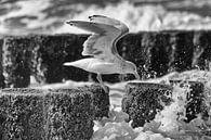Seagull eating in the storm van Tonny Eenkhoorn- Klijnstra thumbnail