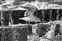 Seagull eating in the storm
