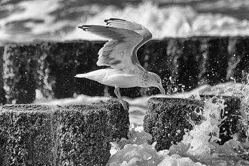 Seagull eating in the storm