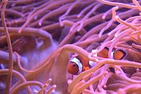 Nemo verstopt tussen het koraal