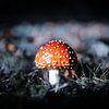 Champignon sur Davadero Foto