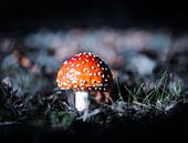 Mushroom by Davadero Foto thumbnail