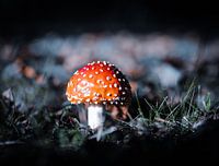 Mushroom