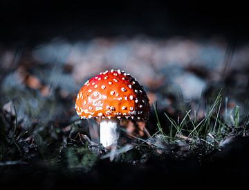 Champignon sur Davadero Foto