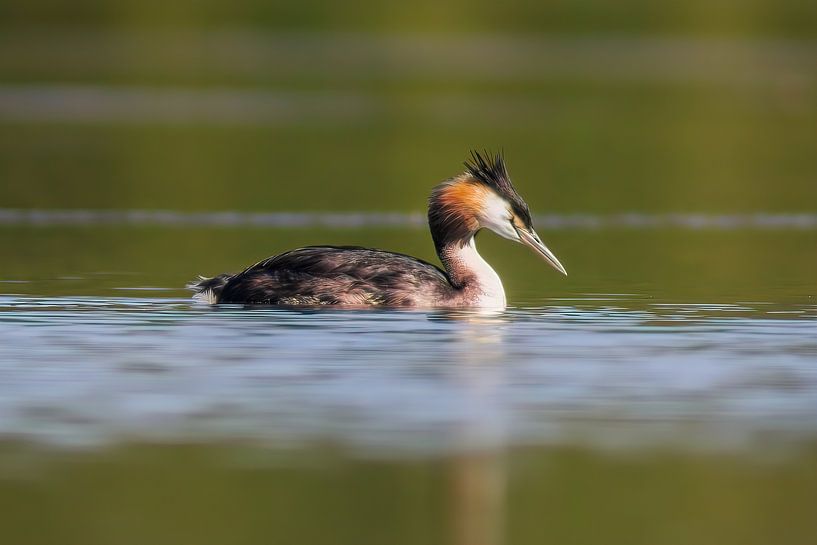 adulte great crested grebe nageant sur un étang par Mario Plechaty Photography