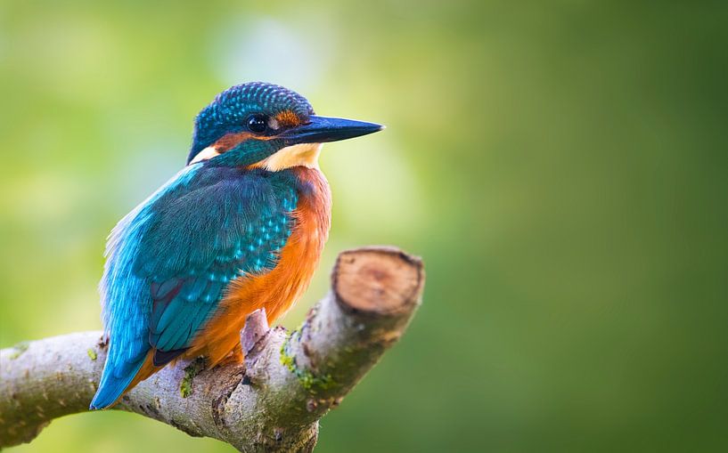 Martin-pêcheur par Paula Darwinkel