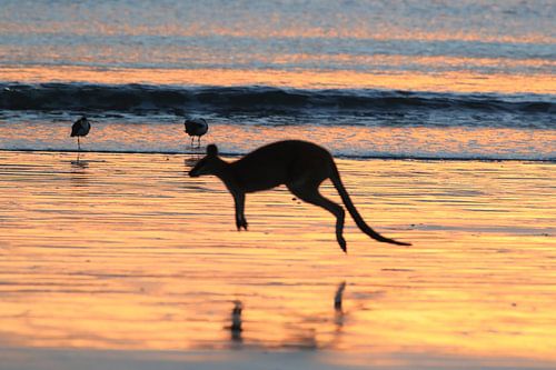 kangaroo on beach at sunrise, mackay, north queensland, australia