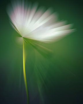 Moderne Blume Weißer Kosmos in Grün von Maneschijn FOTO