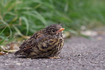 Young bird... Dunnock ( Prunella modularis ) by wunderbare Erde