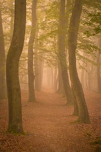Fussweg durch einen Buchenwald an einem nebligen Herbstmorgen