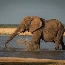 Elephant by Theo van Woerden