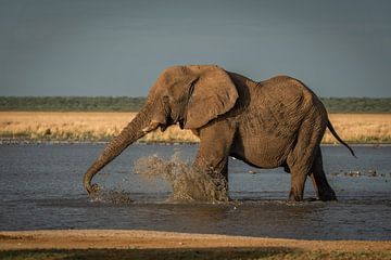 Éléphant sur Theo van Woerden