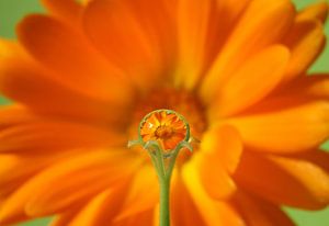 Goldie, Marigold in water drop