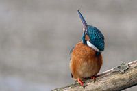 Eisvogel