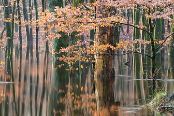 Überschwemmter Herbstwald auf der Veluwe! von Peter Haastrecht, van