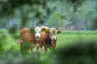 Curious Cows