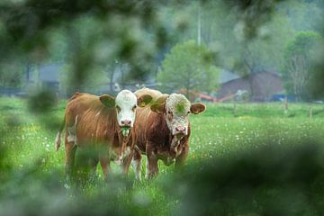 Nieuwsgierige Koeien van Roy IJpelaar