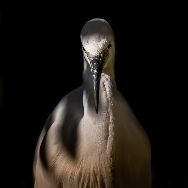 White heron by Hennie Zeij