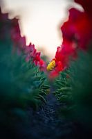 Eenzame Bloem