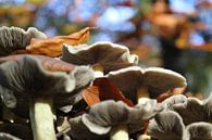 Prachtige paddenstoelen. van Mark Nieuwkoop thumbnail