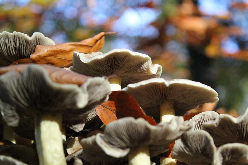 Prachtige paddenstoelen. van Mark Nieuwkoop