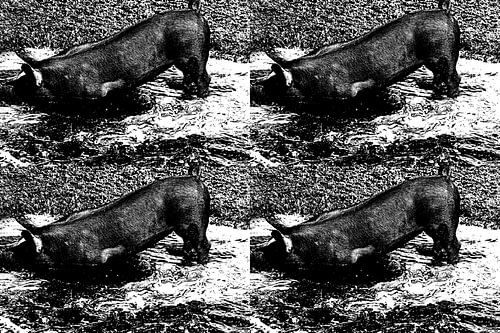 varkens in zwart in viervoud