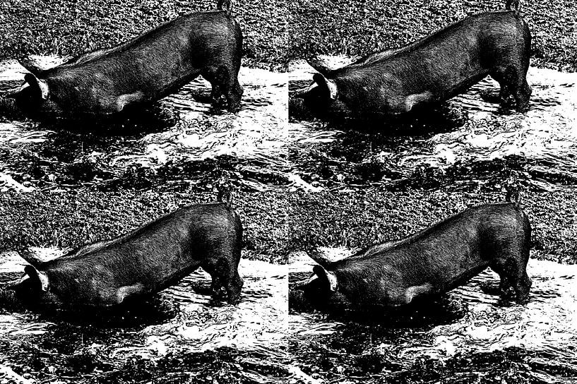 porcs en noir en quadruple par wil spijker