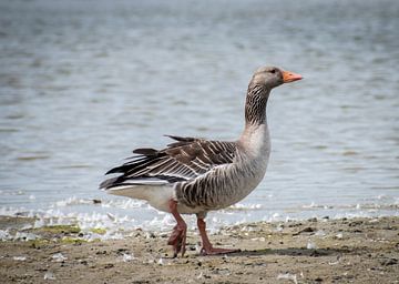 Greylag Goose by Kashja Neels
